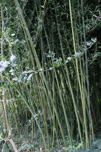 High angle view of bamboo trees in forest