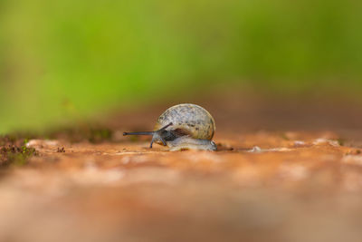 Close-up of snail on land