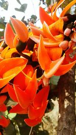 Close-up of orange flowers