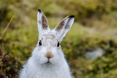 A portrait of a mountain hare