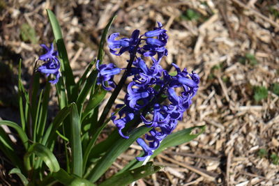 Close-up of purple crocus flowers on field