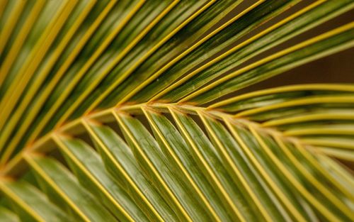 Close-up of palm leaves