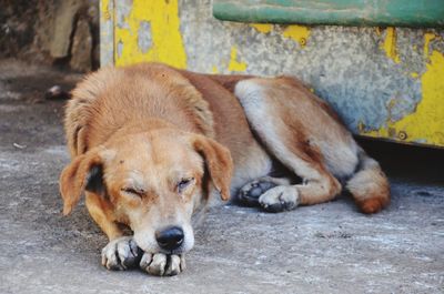 Portrait of a dog lying on footpath