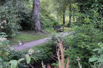 Plants and trees in forest