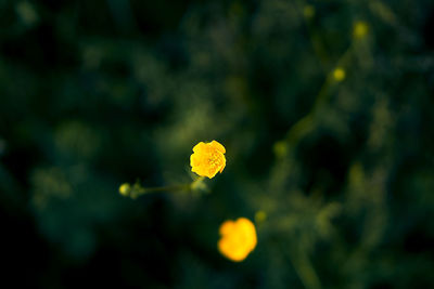 Close-up of yellow flowering plant