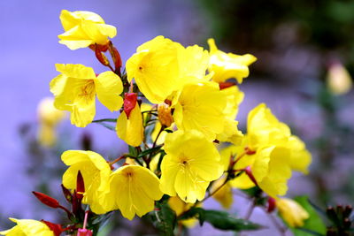 Close-up of yellow flowering plant