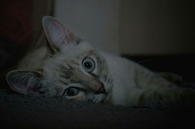 Portrait of cat lying down