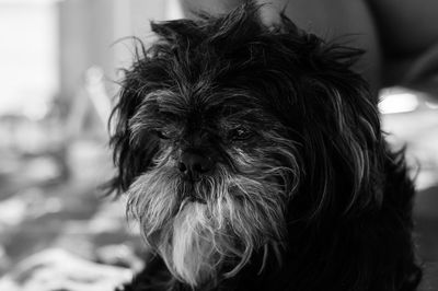 Close-up portrait of a dog