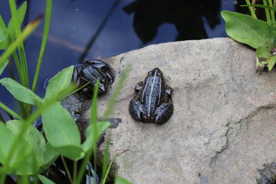 High angle view of crab on plant