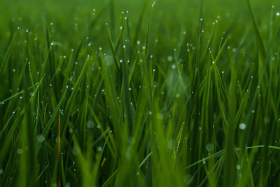 Full frame shot of raindrops on grass