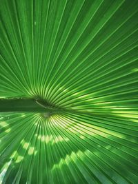 Full frame shot of palm tree