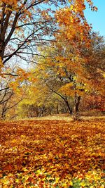 View of autumnal trees