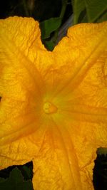 Close-up of yellow flower