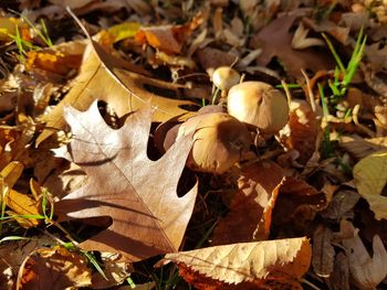 High angle view of dried leaves on field