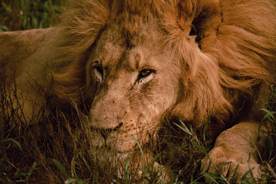 Close-up portrait of a cat