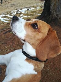 High angle view of dog looking away