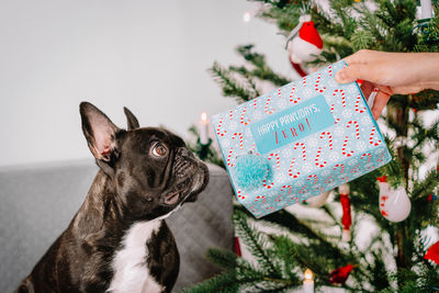 Close-up of a hand giving christmas present to french bulldog