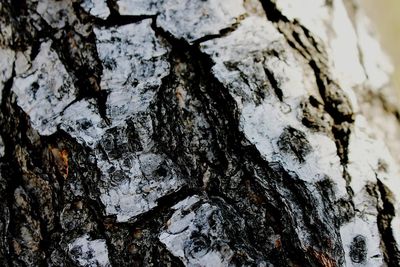 Full frame shot of tree trunk