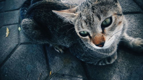 High angle portrait of cat