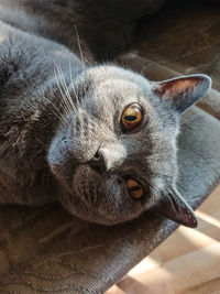 Close-up of a cat