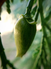 Close-up of fruit growing on plant