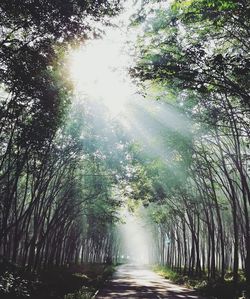 Road amidst trees in forest