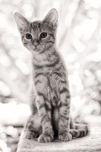 Close-up portrait of a cat