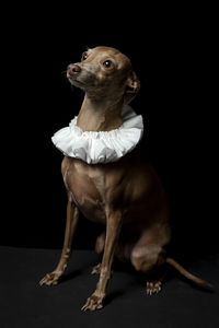 Portrait of dog sitting against black background