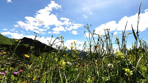 Scenic view of flowering plants on field against sky