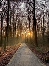 Road amidst trees in forest during autumn