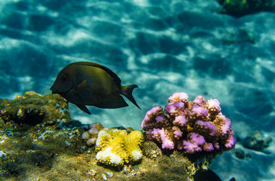 Close-up of fish swimming in sea