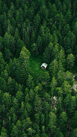 High angle view of bird flying in forest