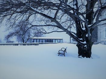 Bare tree against snow covered building