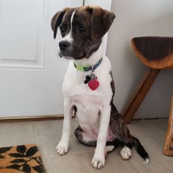 Portrait of puppy sitting on floor at home