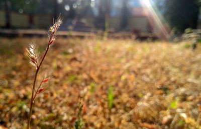 Close-up of plants on field