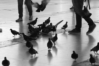 Low section of birds perching on floor