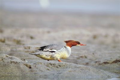 Close-up of seagull perching on a land