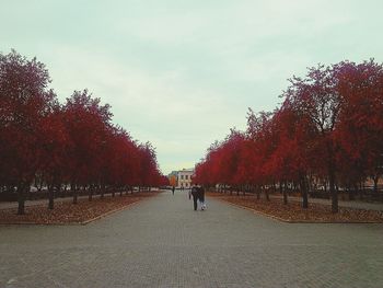 Footpath passing through forest