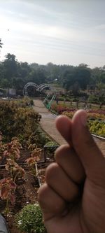 Cropped image of person holding plants against sky