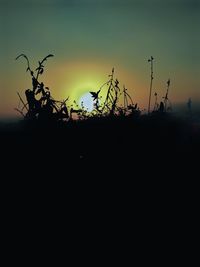 Silhouette plants against sky during sunset