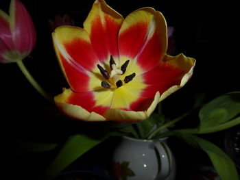 Close-up of flowers blooming outdoors