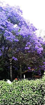 Pink flowers blooming on tree