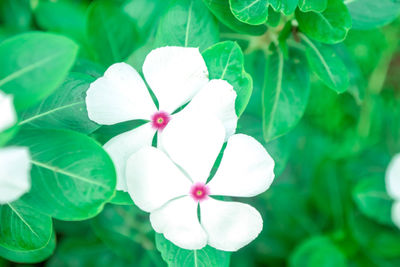 Close-up of white flowers