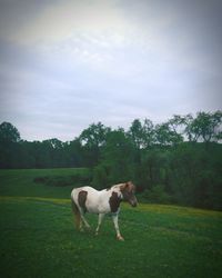 Dog standing on grassy field