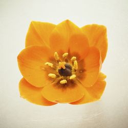 Close-up of orange flower against white background