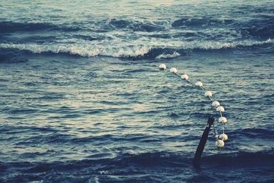 Ocean pool with shark netting and white bouys