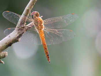 Close-up of dragonfly on twig