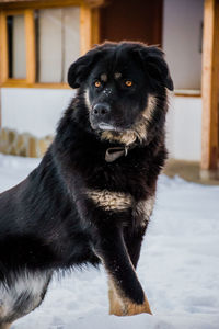 Close-up portrait of dog