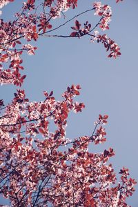 Low angle view of magnolia blossoms against clear sky