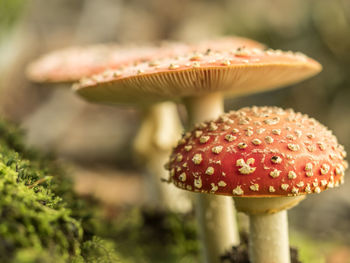 Close-up of fly agaric mushroom